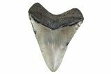 Fossil Megalodon Tooth - North Carolina #379227-2